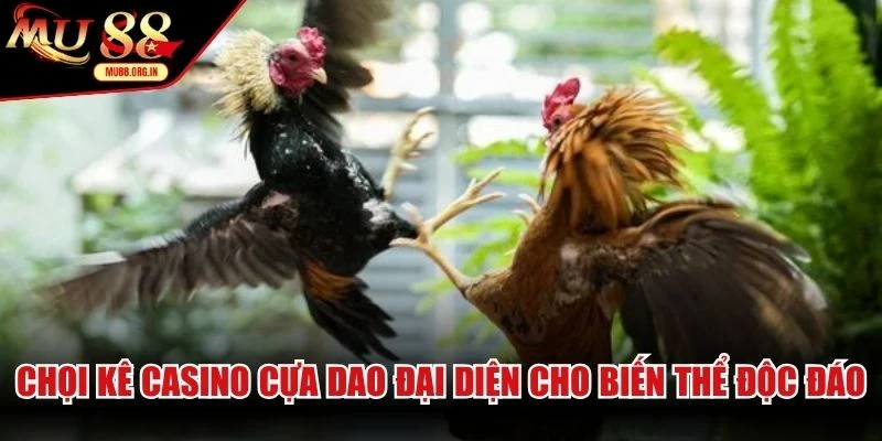 Chọi kê casino cựa dao đại diện cho biến thể độc đáo, kịch tính hàng đầu