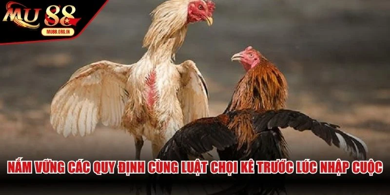 Nắm vững các quy định cùng luật chọi kê trước lúc nhập cuộc