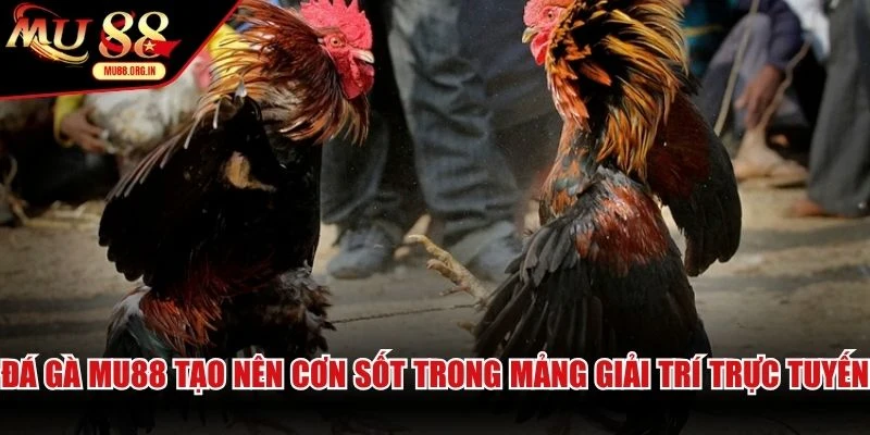 Đá gà MU88 tạo nên cơn sốt trong mảng giải trí trực tuyến hiện nay